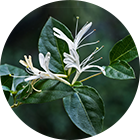 スイカズラ(金銀花)