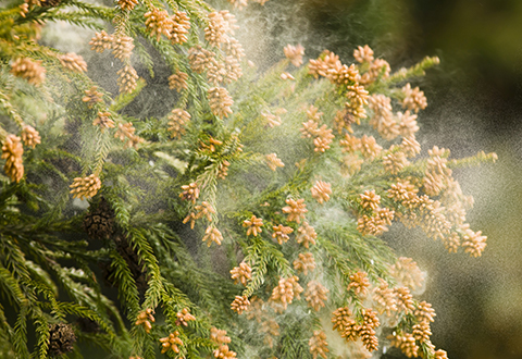 花粉症には部屋や粘膜を加湿して対策を